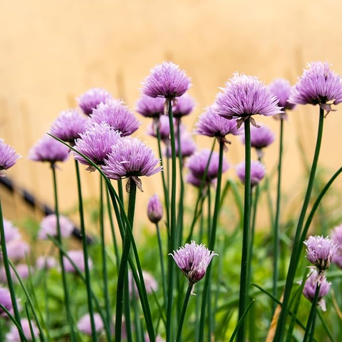 3 Hardy Chives Live Plant, Live Chives Plant for Planting Garden, 4 Inch Tall, Heirloom Leeks Plant, Hardy Perennial Chives Plant for Planting, Fragrant Heirloom Vegetable