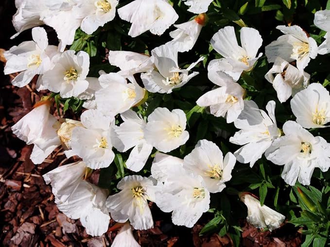 White Godetia Flower Seeds (Clarkia Amoena) – 1500+ Non-GMO Heirloom Seeds, by Isla’s Garden Seeds, Perfect for Planting in Home Gardens, Easy to Grow, Pure White Blooms, Great Gardening Gift