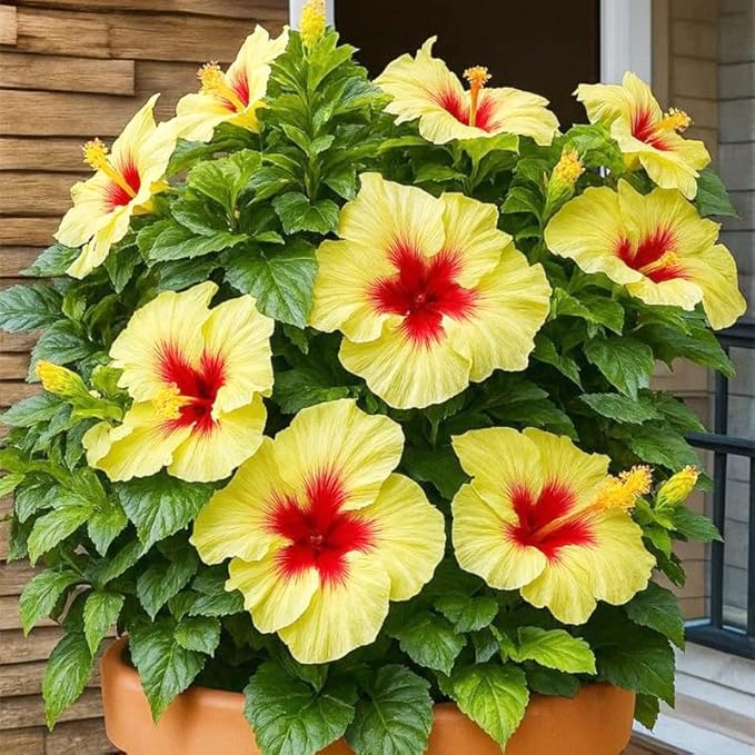 30+ Mix Exotic Hibiscus Seeds for Planting-Perennial Flower Outdoor Home Garden Flower