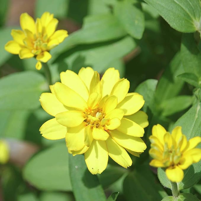 Zinnia Flower Garden Seeds - Profusion Series - Double Yellow - Packet of 10 Seeds - Annual Flower Gardening Seed - Zinnia elegans x angustifolia