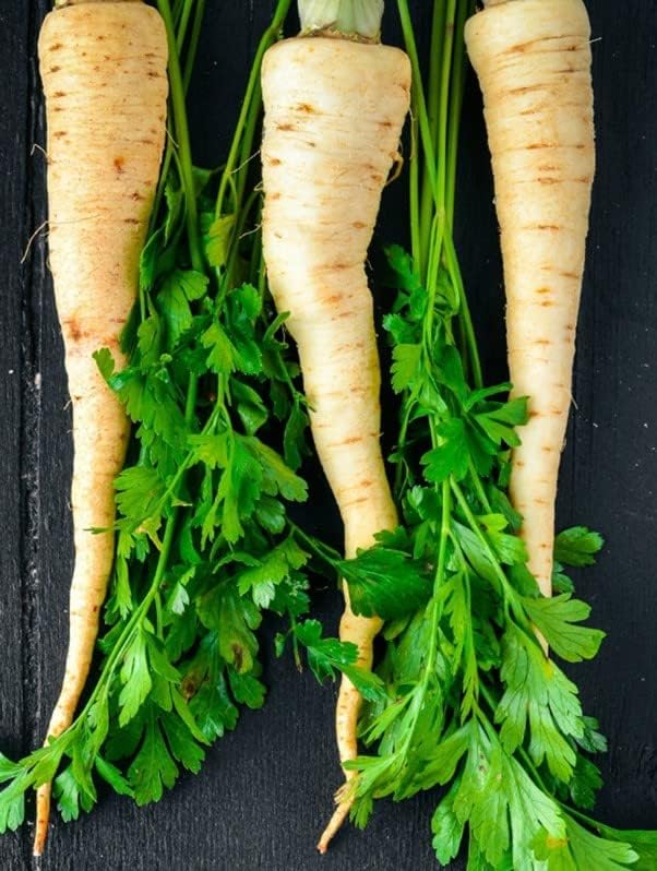 SeedsUP - 2000+ Seeds Root and Leaf Parsley Hercules Hamburg - 2000 Seeds - Herb Gray