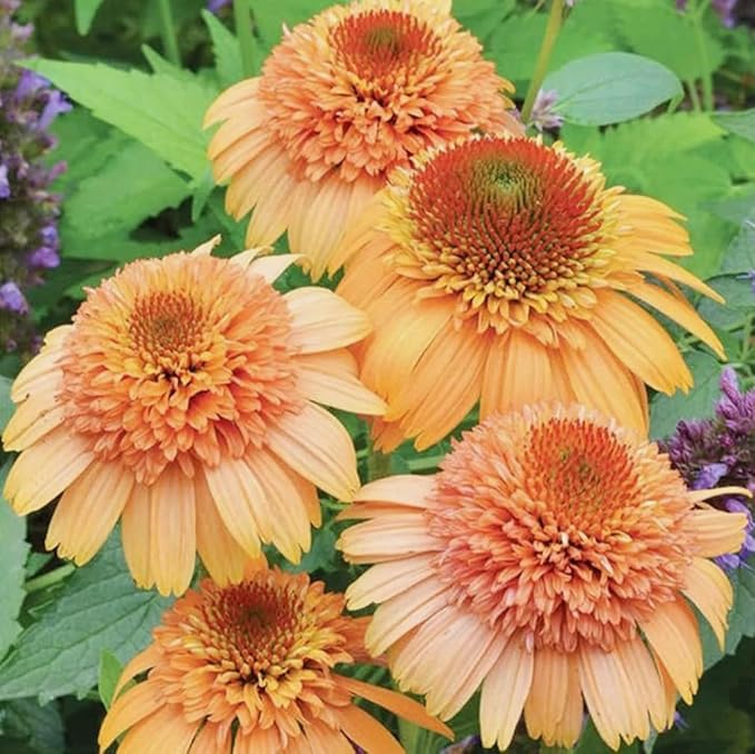 100PCS Echinacea Purpurea Seeds Mixed Color Live Perennial Plants Attracts Hummingbirds and Butterflies Heirloom Seeds