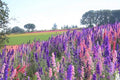 Delphinimum Seed, 50 Seeds, Giant Imperial Mix, Striking Mixed Colors, Perennial Wild Flower, Beautiful Flowers to Plant in Your Home Garden - Non-GMO Heirloom Seeds - Great for Cut Flowers
