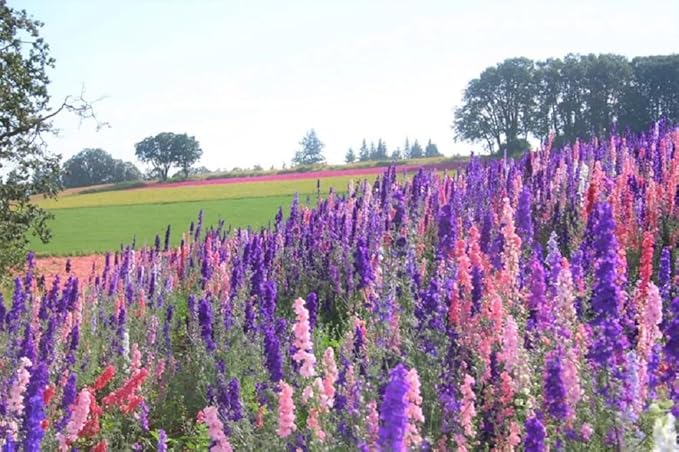 Delphinimum Seed, 25 Seeds, Giant Imperial Mix, Striking Mixed Colors, Perennial Wild Flower, Beautiful Flowers to Plant in Your Home Garden - Non-GMO Heirloom Seeds - Great for Cut Flowers