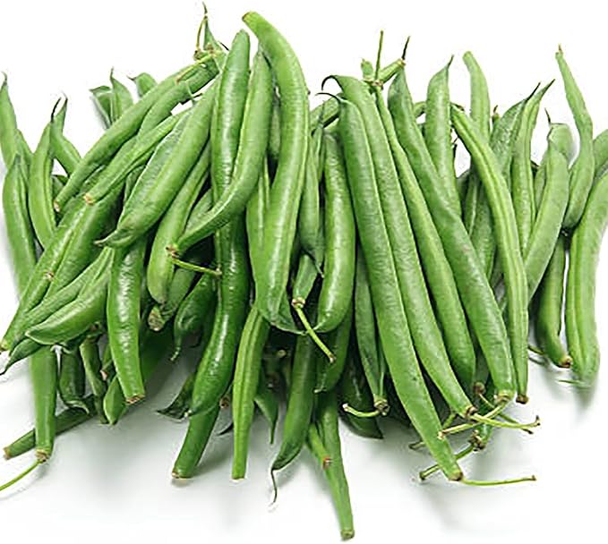 Bush Bean Seeds Contender - Earliest Blooming, Stringless, Snap Bean