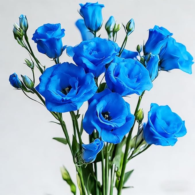 1200+ Mixed Lisianthus Seeds for Planting-Non-GMO Heirloom Plant Seeds Garden Outdoor-Fragrant, Attracts Bees and Butterflies