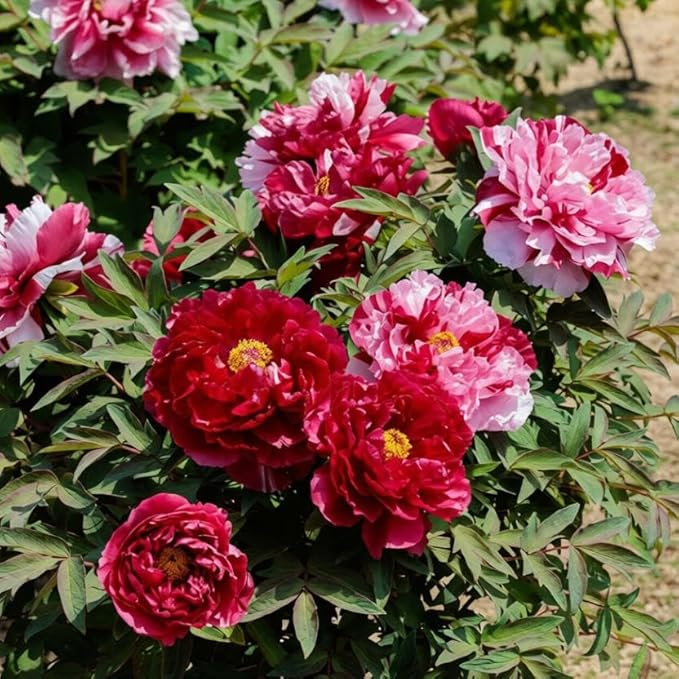 98 Mixed Peony Seeds for Planting - Colorful Perennial Flower Seeds, Heirloom Non-GMO Variety for Home Garden & Flower Beds - Stunning Ruffled Double Blooms, Attracts Bees and Pollinator