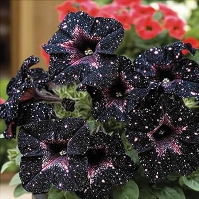 Rare Petunia Seeds for Planting - 300+ Beautiful Perennial Flowers Seeds Heirloom Vine, High Germination Rate Open Pollinated Seeds