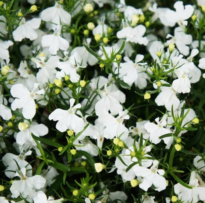 5000+ Perennial Cascade Mixture Lobelia Seeds for Planting Outdoors-Lobelia Ground Cover Seed Flowers Planting Non-GMO Heirloom