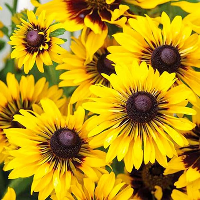400+ Black Eyed Susan Seeds for Planting - Perennial Yellow Flowers, Ideal for Garden & Wildflower Landscapes
