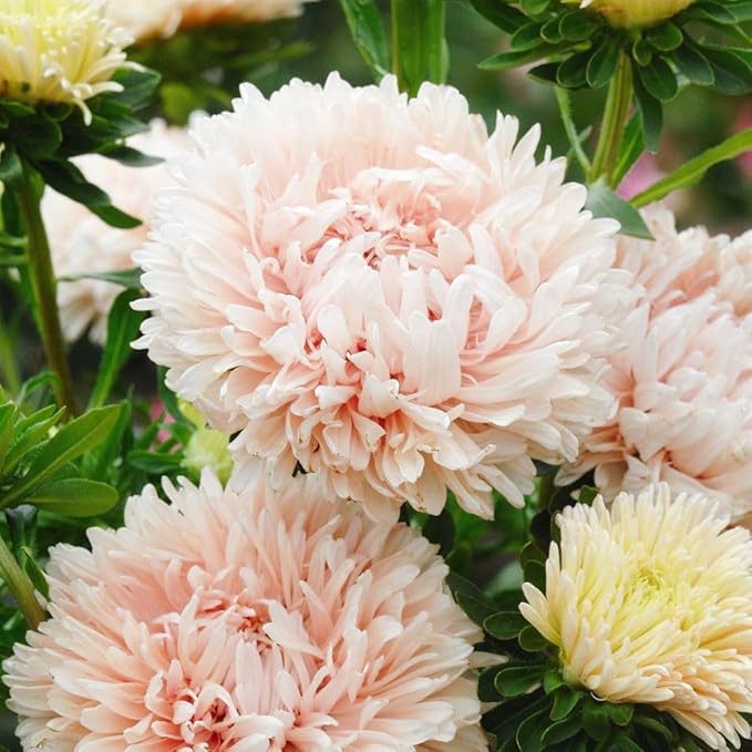 1000+ Perennial Aster Flower Seeds for Planting Outdoors-Powderpuff Mix Non-GMO Attracts Bees&Butterflies Fragrant Butterfly