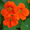 Eden Brothers Nasturtium Seeds - Spitfire Non-GMO Seeds for Planting, Packet | Low-Maintenance Flower Seeds, Plant During Spring Season, Zones 1, 10, 2, 3, 4, 5, 6, 7, 8, 9