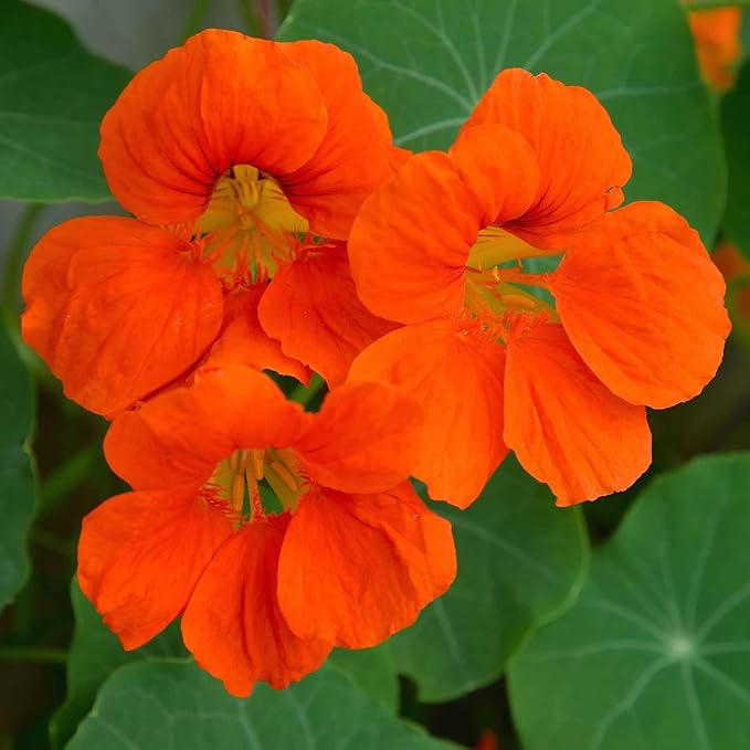 Eden Brothers Nasturtium Seeds - Spitfire Non-GMO Seeds for Planting, Packet | Low-Maintenance Flower Seeds, Plant During Spring Season, Zones 1, 10, 2, 3, 4, 5, 6, 7, 8, 9