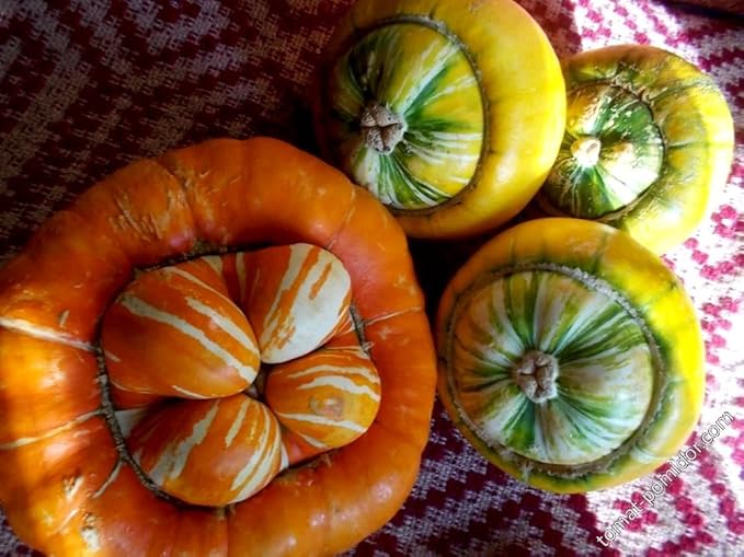 Seeds Ornamental Pumpkin Turk's Turban 10+ Seeds for Growing Decorative and Edible Non-GMO Annual Plant