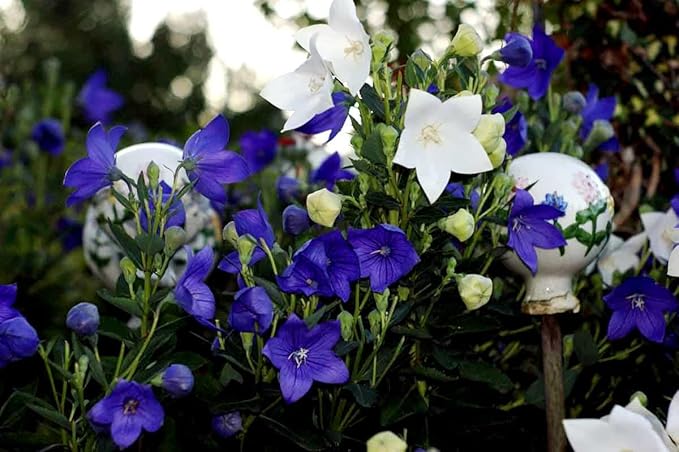 Balloon Flower Seed Mix White and Blue Japanese Bellflower 100 Seeds for Planting