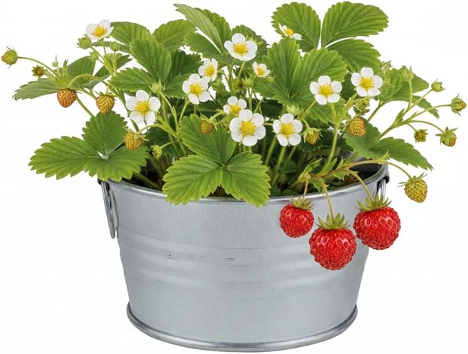BUZZY Seeds Mini Basin Gardening Kit with Strawberry Seeds for Planting, Flowering Fruit Starter Set, Indoor Plants, DIY Plant Project, Party Favor