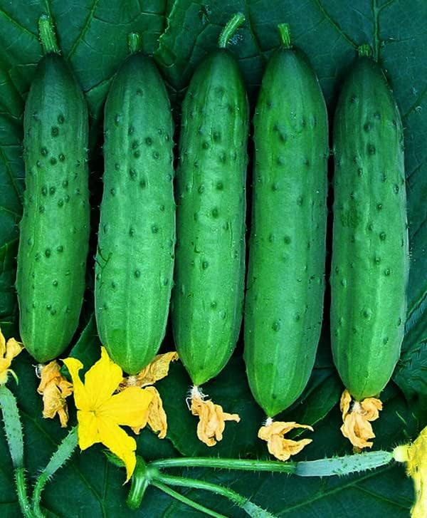 KIRA SEEDS - Seeds Indoor Cucumber Zozulya Long - Self-Pollinated - Heirloom Vegetable - GMO Free