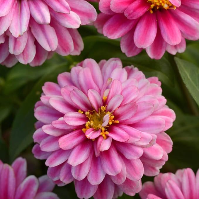 Outsidepride Zahara Double Raspberry Ripple Zinnia Seeds - 100 Pcs Annual, Hardy, Heat & Drought Tolerant, Deer Resistant, Ideal for Pollinator Gardens, Cut Arrangements, Flower Beds or Containers