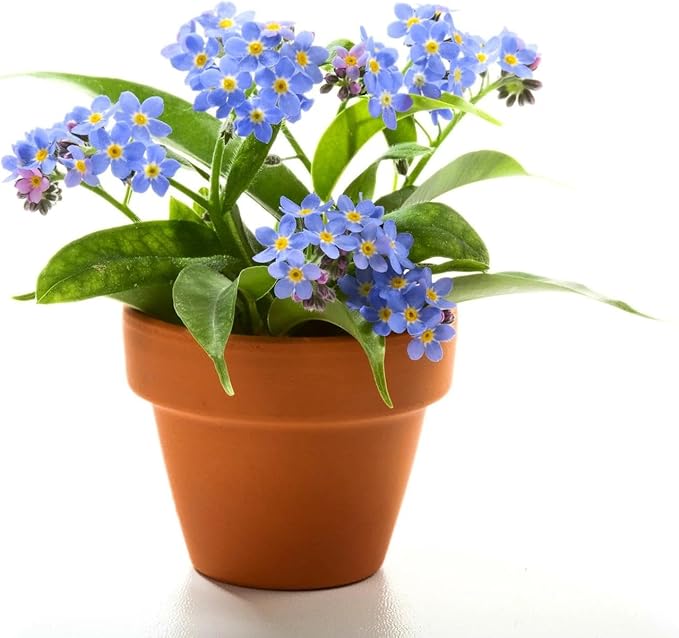 Forget-Me-Not Seeds - 100 Pcs Blue Perennial Flower Seed, Low Growing, Self-Sowing, Ideal for Garden Borders, Containers, and Ground Cover