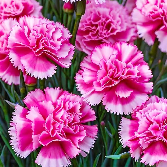 5200+ Mix Carnation Seeds for Home Garden - Non-GMO Heirloom Seeds - Fragrant, Open Pollinated