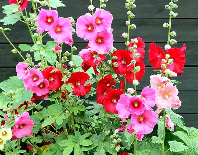 Seeds Assorted Colors Hollyhock Flowers 30 Seeds to Grow Stock-Rose Elegant Mix Perennial Plant in Spring or Fall