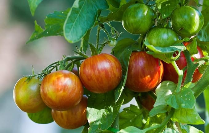 NIKA SEEDS - Seeds Vegetable Beefsteak Giant Tomato Tigerella - 50 Seeds