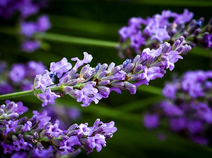 CEMEHA SEEDS - Seeds Lavender Non GMO Herbs for Planting