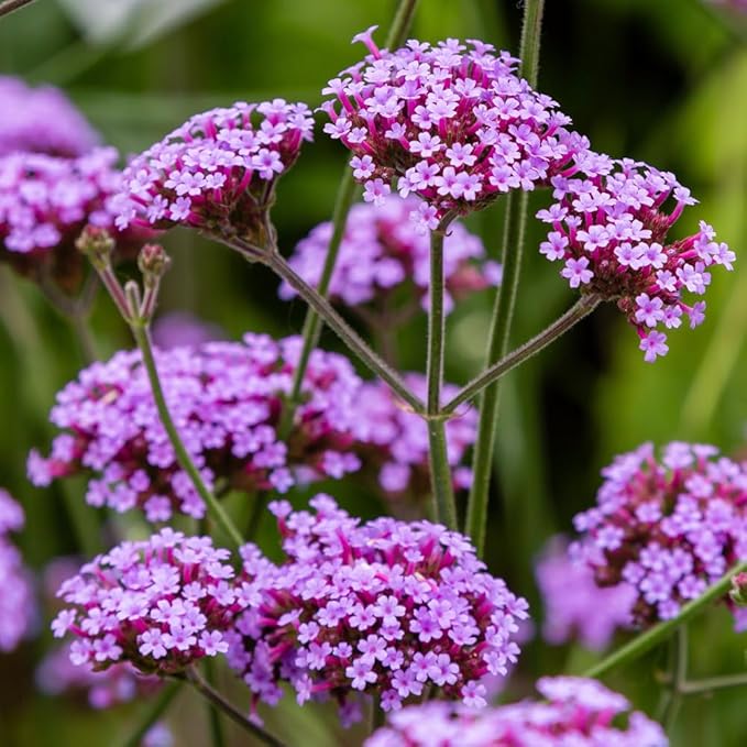 5000+ Verbena Seeds for Planting - Non-GMO Heirloom Seeds - Creeping Perennial Wildflower and Ground Cover Plant