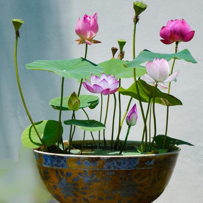 30PCS Bowl Lotus Seeds Bonsai Lotus Seeds for Planting Water Lily Flower Aquatic Plants Seed Pond Plants Non GMO Home Garden Plant Seed Flowering Aquatic Bonsai Plant (Nelumbo)