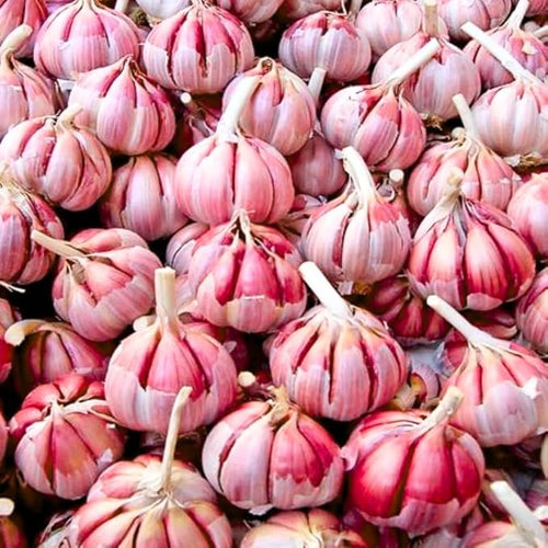 1 Pound Chesnok Red Hardneck Garlic Bulbs for Planting, Fresh High-Yield Hardy Garlic for Garden or Container Growing