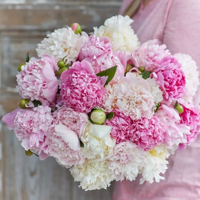 98 Mixed Peony Seeds for Planting - Colorful Perennial Flower Seeds, Heirloom Non-GMO Variety for Home Garden & Flower Beds - Stunning Ruffled Double Blooms, Attracts Bees and Pollinator