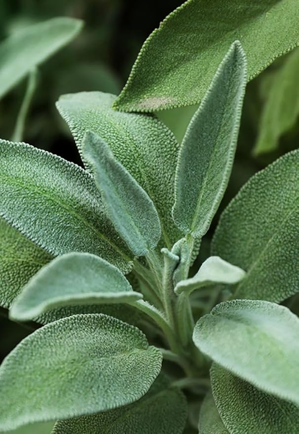 75 pcs Purple Sage Seeds for Planting Broad Leaved Herbs - Non-GMO Heirloom Culinary Perennial Garden Indoors or Outdoors