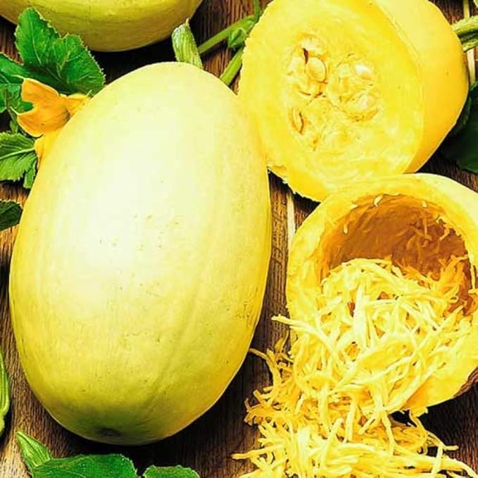 Seeds Squash Zucchini Yellow (Inside Like Spaghetti) Large Summer Vegetable for Planting Non GMO