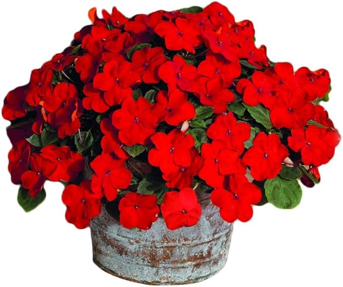 Park Seed Impatiens Flowering Plant Seeds, Shady Lady II Cherry Red Hybrid, Pack of 30 Seeds