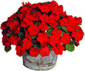 Park Seed Impatiens Flowering Plant Seeds, Shady Lady II Cherry Red Hybrid, Pack of 30 Seeds