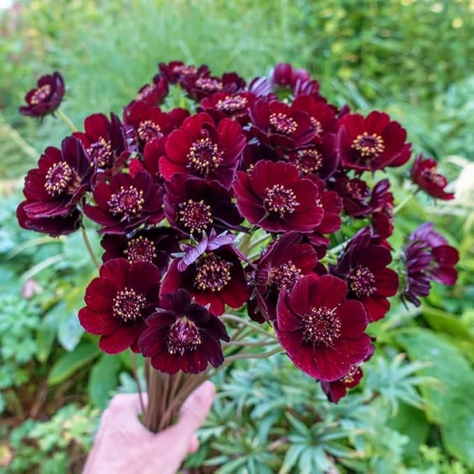 1000+ Cosmos Atrosanguineus Flower Seeds for Planting Outdoors Attract Bees & Butterflies