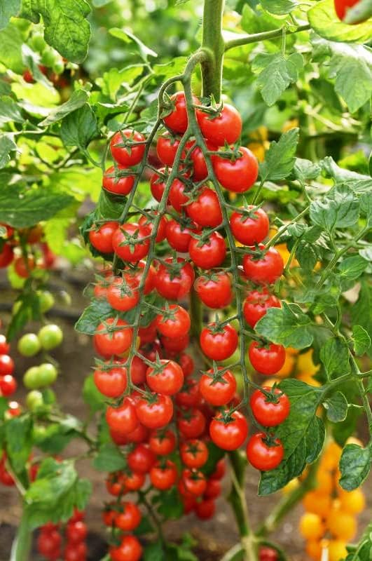 Seeds Tomato Cherry Sugar Lump Gardener's Delight Indeterminate Red Long Vegetable Heirloom Non GMO for Planting