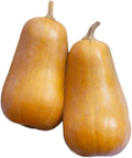 Park Seed Honeybaby Hybrid Butternut Squash – AAS Winner 2009, Compact Plant Ideal for Containers, Sweet Nutty Flesh with Small Seed Cavity, High Yield and Quick Growth, Pack of 20