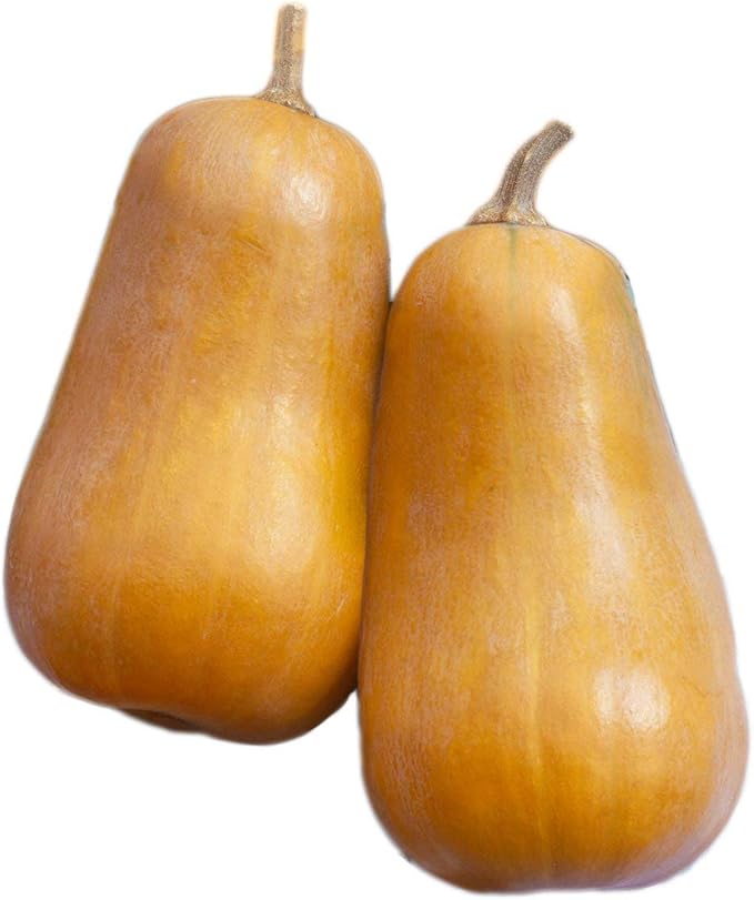 Park Seed Honeybaby Hybrid Butternut Squash – AAS Winner 2009, Compact Plant Ideal for Containers, Sweet Nutty Flesh with Small Seed Cavity, High Yield and Quick Growth, Pack of 20