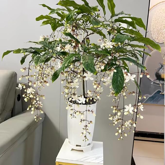 Climbing Jasmine Flower Seeds for Planting, 100 Jasminum Sambac Seeds, Perennial Flower Plants, Non-GMO Heirloom Climbing Jasmine Seed for Home Garden, Balcony, Vertical Garden Decor