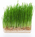 Todd's Seeds - Bundled Wheatgrass Seeds, 1Lb & Chemical Free Alfalfa Sprouting Seeds, 1Lb, Total of 2 Lbs