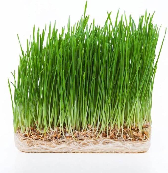 Todd's Seeds - Bundled Wheatgrass Seeds, 1Lb & Chemical Free Alfalfa Sprouting Seeds, 1Lb, Total of 2 Lbs