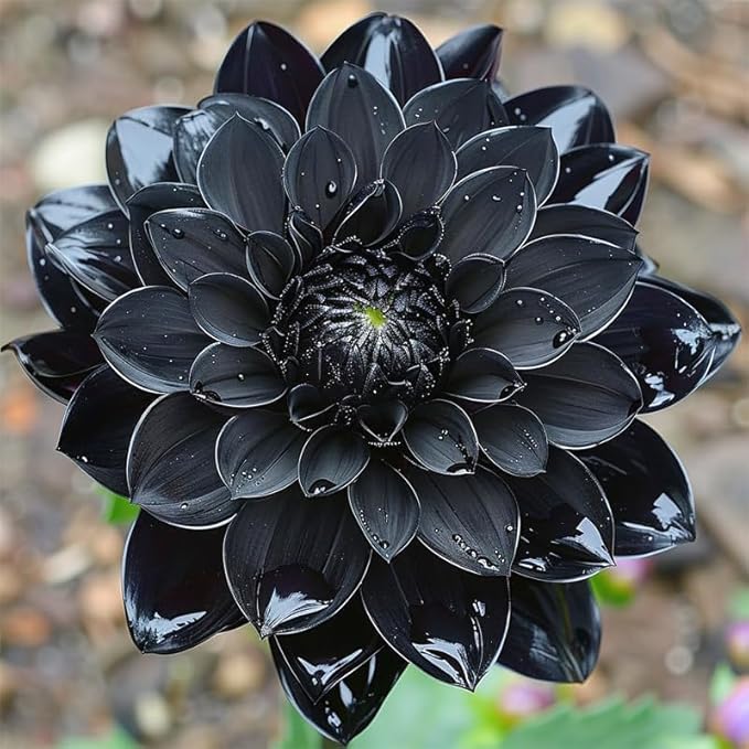 100+ Giant Dahlia Dinner Plate Flower Seeds - Exotic Dahlia for Planting Dahlia Pinnata Seeds
