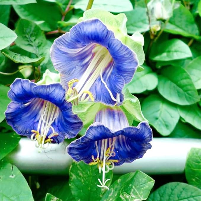 150+ Cathedral Bells Mixed Color (Cup & Saucer Vine) Seeds-Perennial Planting Flower Seeds for Planting