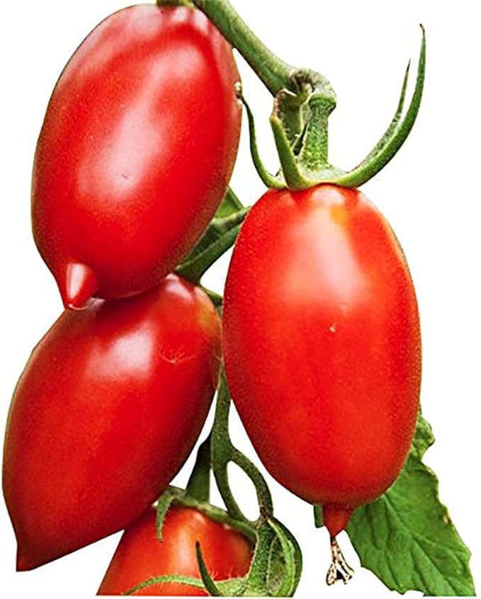 Amish Paste Tomato Seeds - Ultimate Paste Tomato for Sauces - Non GMO