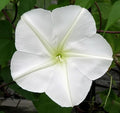 Moonflower Seeds - 10 Moon Flower Seeds for Planting White Flower Seeds for Outdoor Indoor Garden Planting Gardening Gift