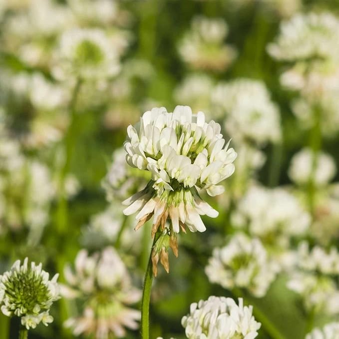 White Dutch Clover Seeds - 4 g Packet ~700 Seeds - Lawn, Pasture & Cover Crop Seeds by Mountain Valley Seed