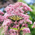 Queen of The Meadow Herb Seeds for Planting (50 Seeds) - Joe Pye Weed, Purple Thoroughwort - Ships from Iowa, USA
