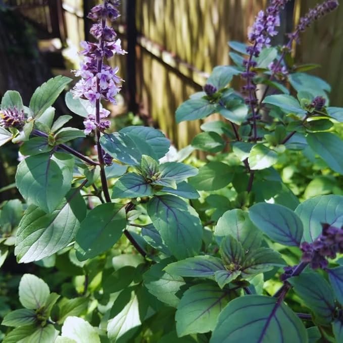 Blue Basil Plant Pot, 4 Blue African Basil Live Plants, Basil Starter Plant, Basil Plant Live, 3 to 5 Inc in Height