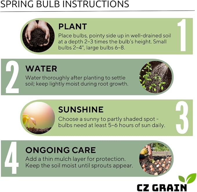 Iron Cross Shamrock Bulbs for Planting - Fast Growing Year Round Color Indoors or Outdoors - Oxalis Shamrock Bulbs for Good Luck (10 Bulbs)